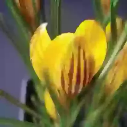 Chrys. Fuscotinctus